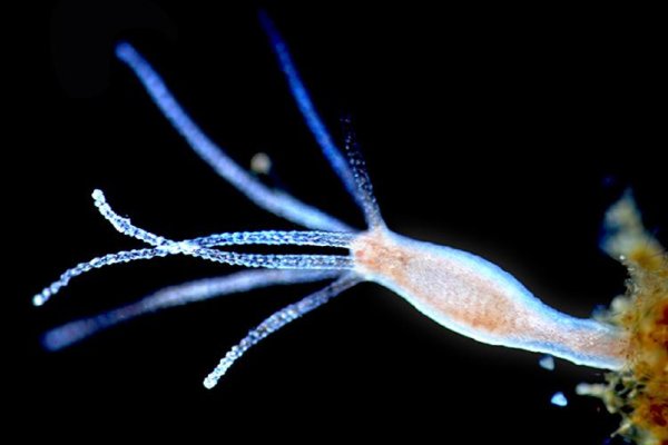 Кракен krakken15at com